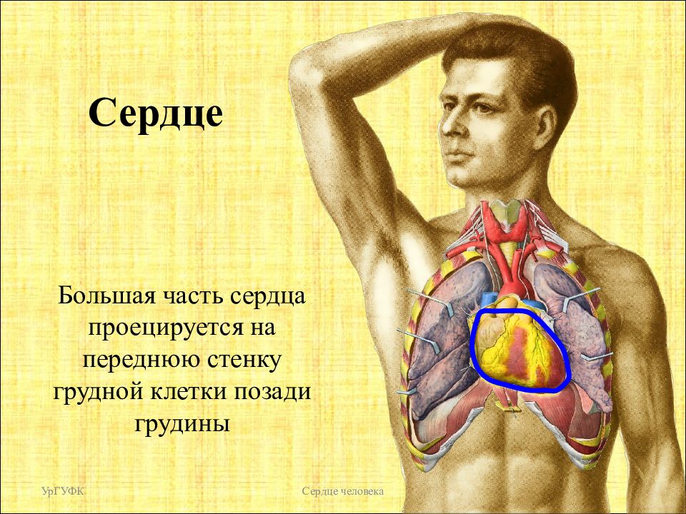 Где у человека сердце картинка