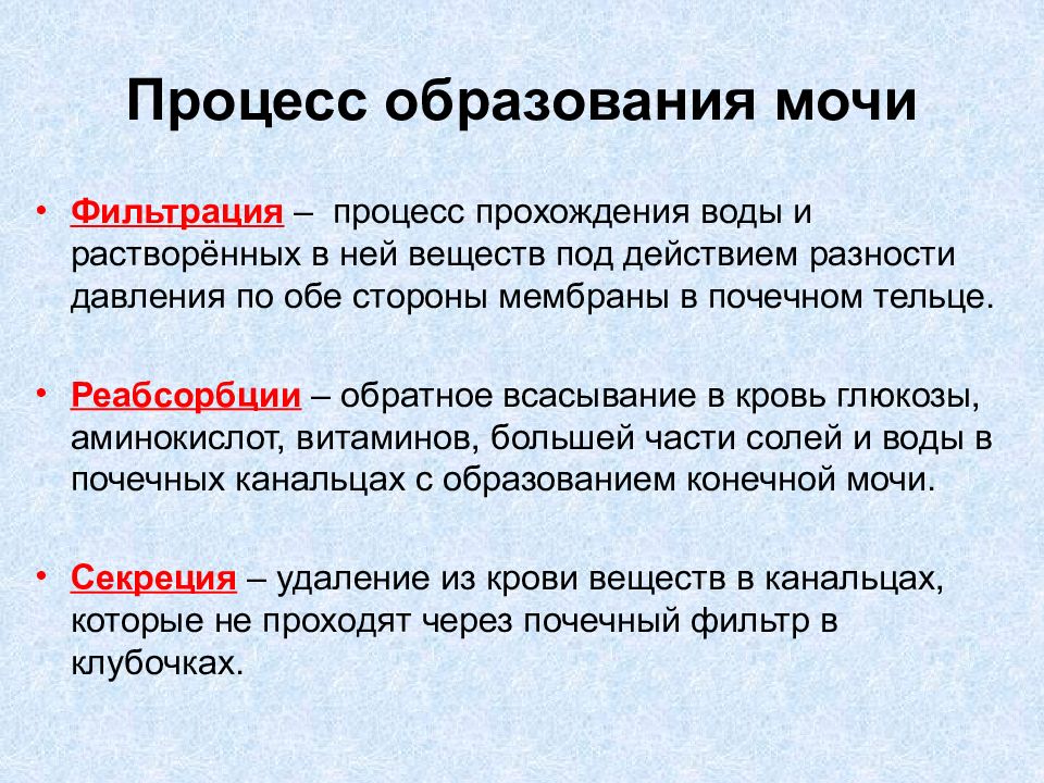 Процесс образования мочи. Этапы образования мочи. Фазы образования мочи. Стадии образования мочи.