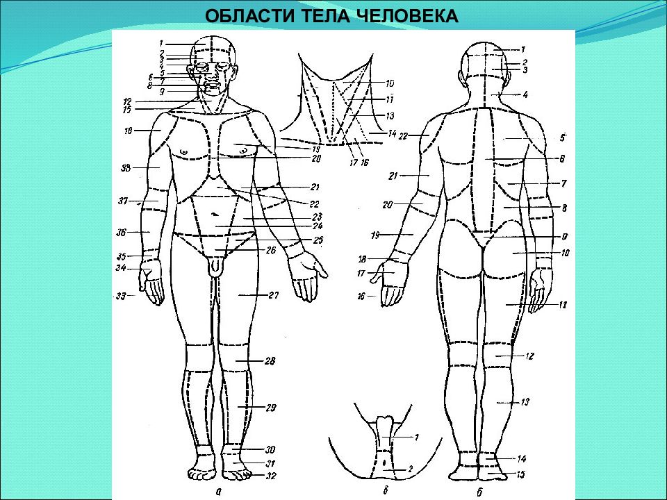 Схема туловища. Области тела человека схема. Анатомические области тела человека. Топографические области тела человека. Анатомические областитлеа.