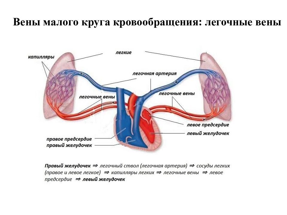 Вены малого круга кровообращения. Легочные артерии анатомия. Легочные артерии схема. Сосуды малого круга кровообращения.