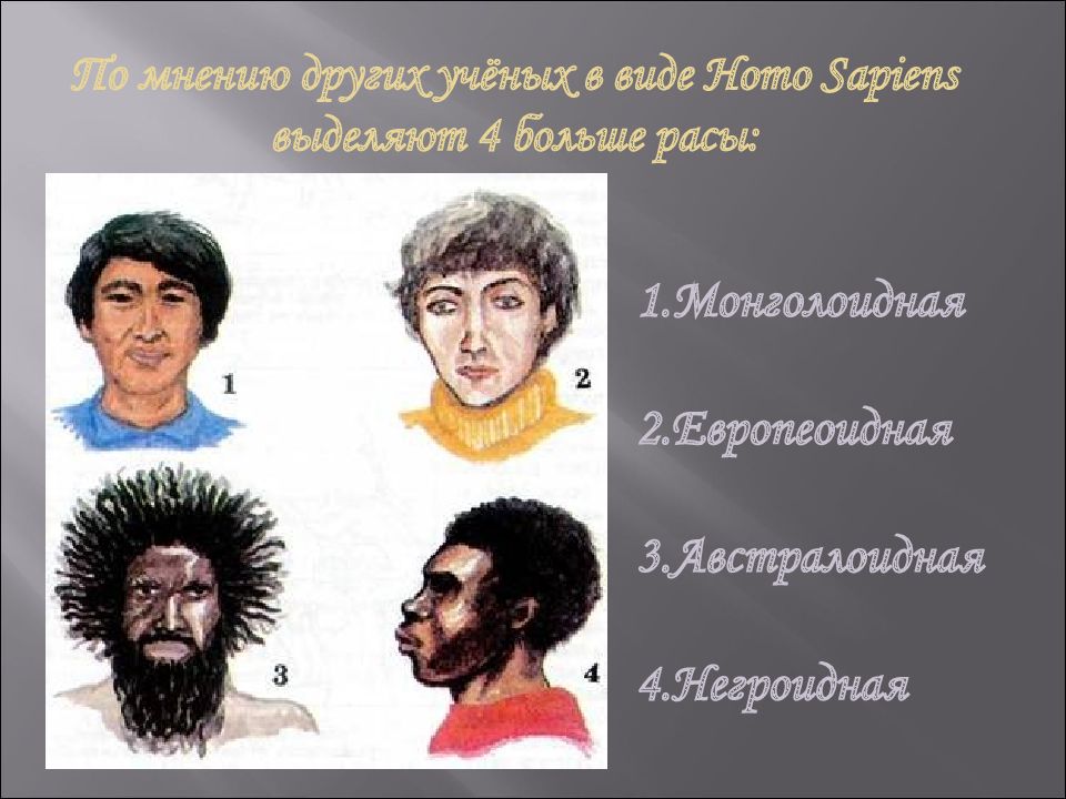 Кто впервые разделил вид homo sapiens. 1) Европеоидной 2) негроидной 3) монголоидной 4) австралоидной. К какой расе относятся кавказцы. Какие основные расы выделяют внутри вида homo sapiens?. Сколько рас выделяют внутри вида homo sapiens?.