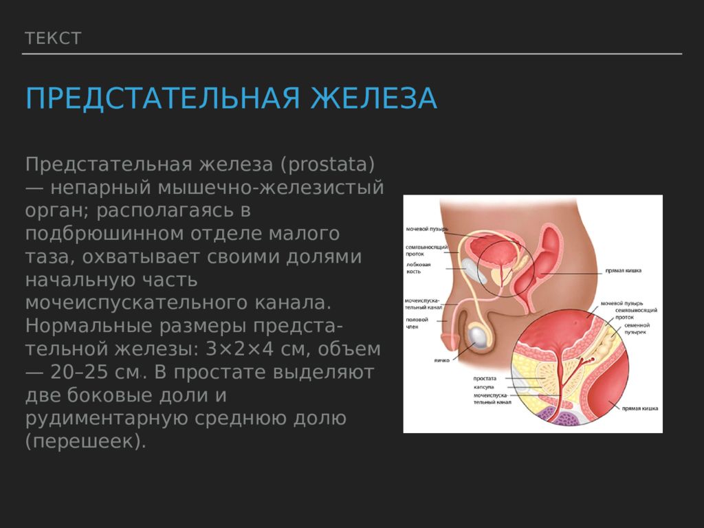 Предстательная железа на картинке