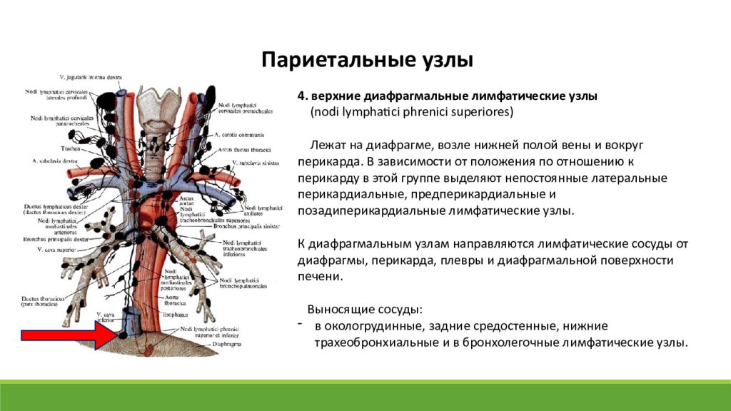 Верхние лимфатические узлы. Висцеральные лимфатические узлы грудной. Диафрагмальные лимфатические узлы. Париетальные лимфатические узлы грудной полости. Париетальные лимфатические узлы грудной полости анатомия.