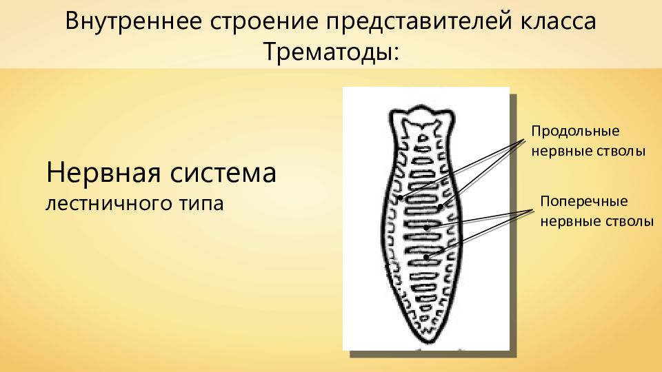 Строение представители. Класс трематоды строение. Строение половой системы трематод. Внутреннее строение трематод. Нервная система трематод.