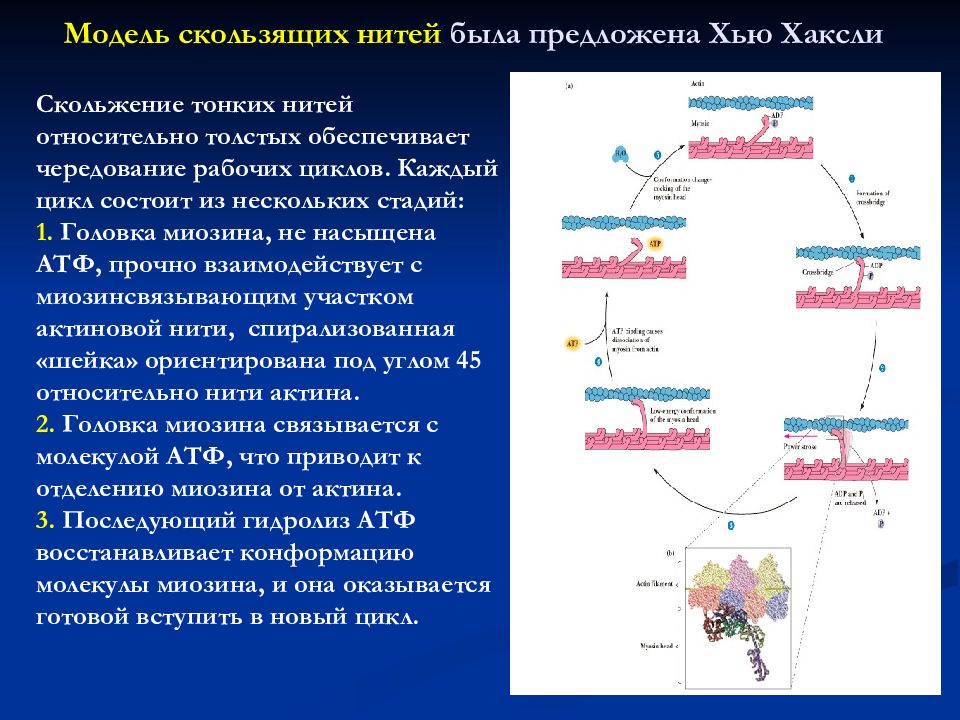 Скользящие нити. Модель скользящих нитей Хью Хаксли. Модель скользящих нитей мышцы. Модель скользящих нитей физика. Модель скользящих нитей физиология.