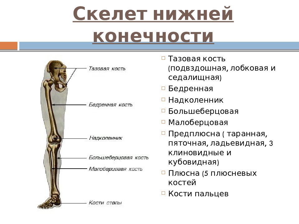 7 скелет конечностей. Кости скелета нижней конечности. Скелет нижней конечности человека. Скелет нижней конечности тазовая кость. Скелет пояса нижних конечностей.