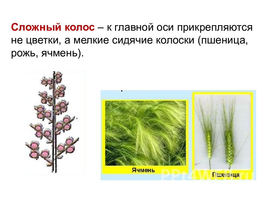 Характерные признаки соцветия сложный колос. Сложный Колос. Соцветие Колос. Цветы с соцветием сложный Колос. Сложный Колос пшеницы.