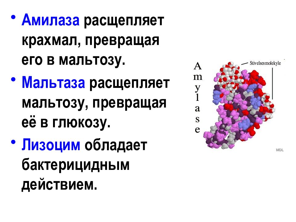 Фермент амилаза картинки