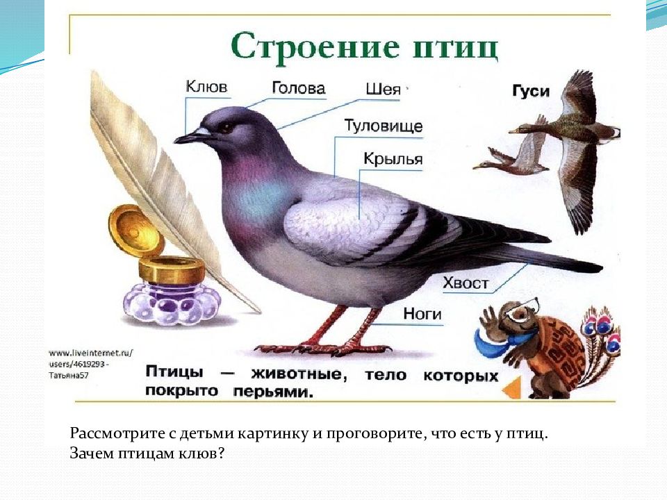 Домашние и дикие птицы презентация