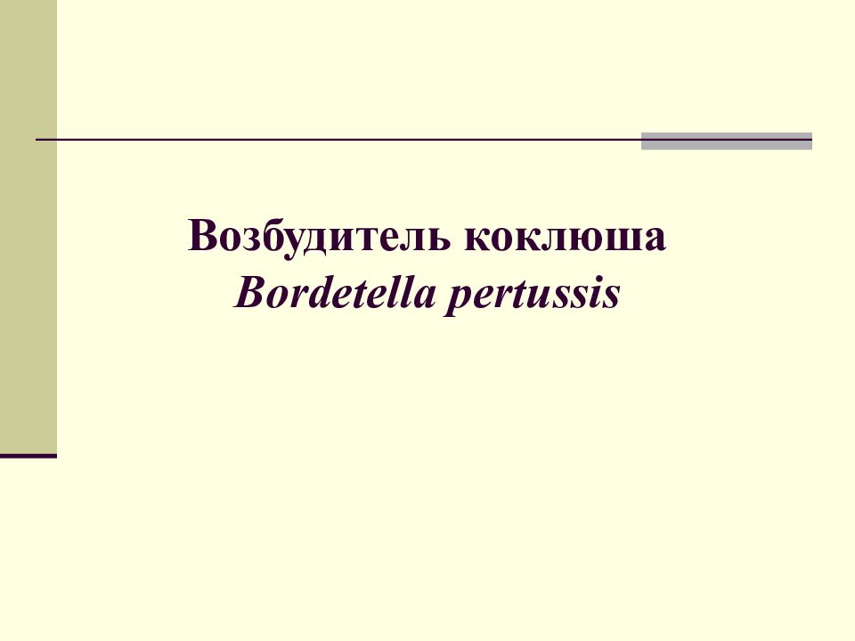 Возбудитель коклюша Bordetella pertussis