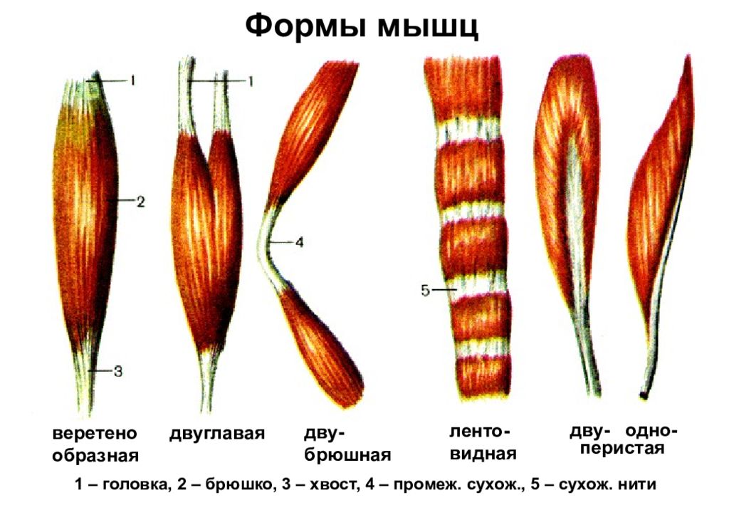 Как называется мышца выделенная на рисунке цветом