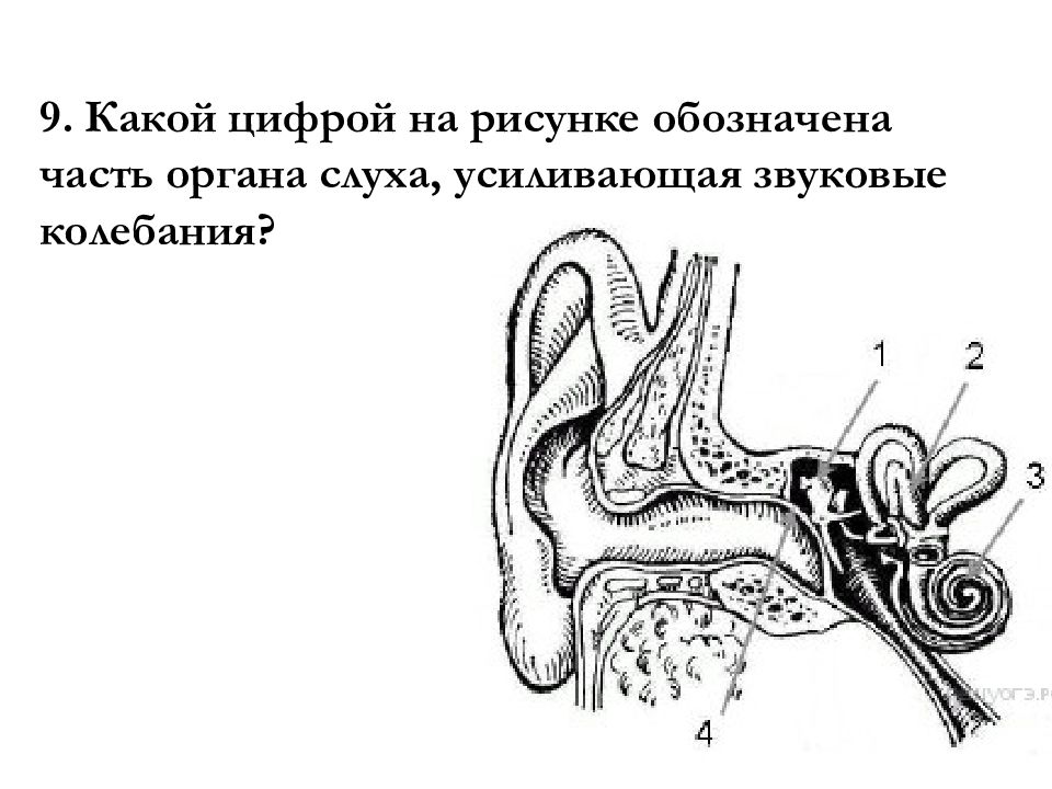 Слуховой анализатор картинка