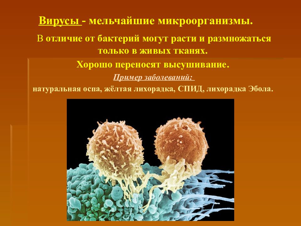 Способны жить и размножаться только в клетках других организмов картинки тест