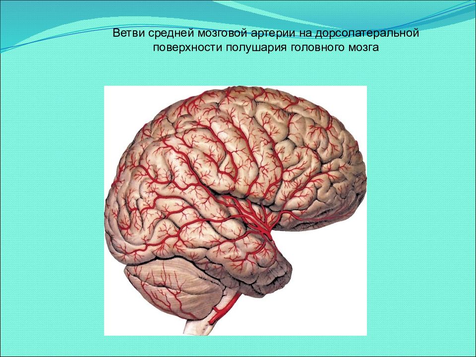 Артерии среднего мозга. Средняя мозговая артерия. Средняя мозговая артерия головного мозга. Ветви средней мозговой артерии.
