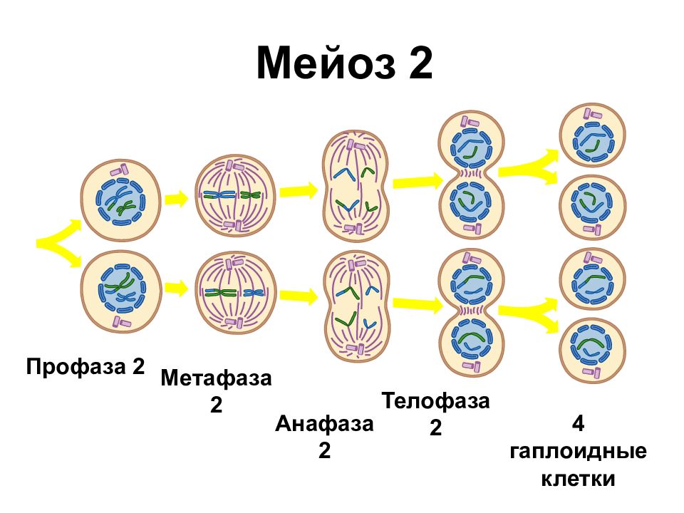 Гаплоидная клетка с двухроматидными хромосомами. Метафаза мейоза 1 и 2. Мейоз 2 фазы. Деления 2 анафаза 2 мейоз. Мейоз 1 метафаза 1.