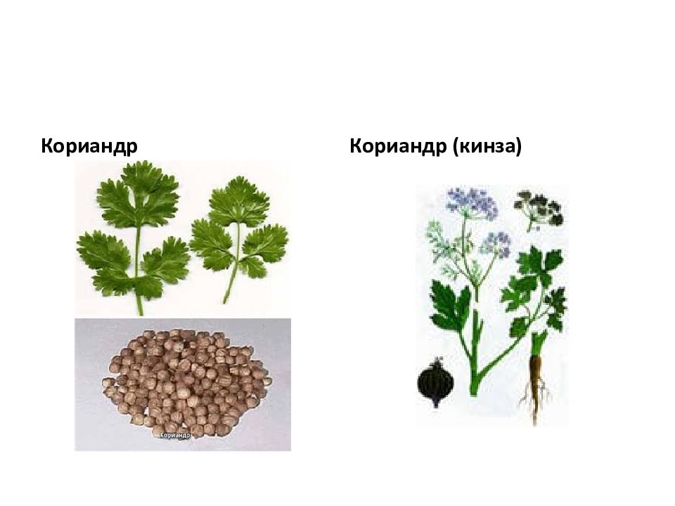 Кинза и кориандр: полезные свойства и …