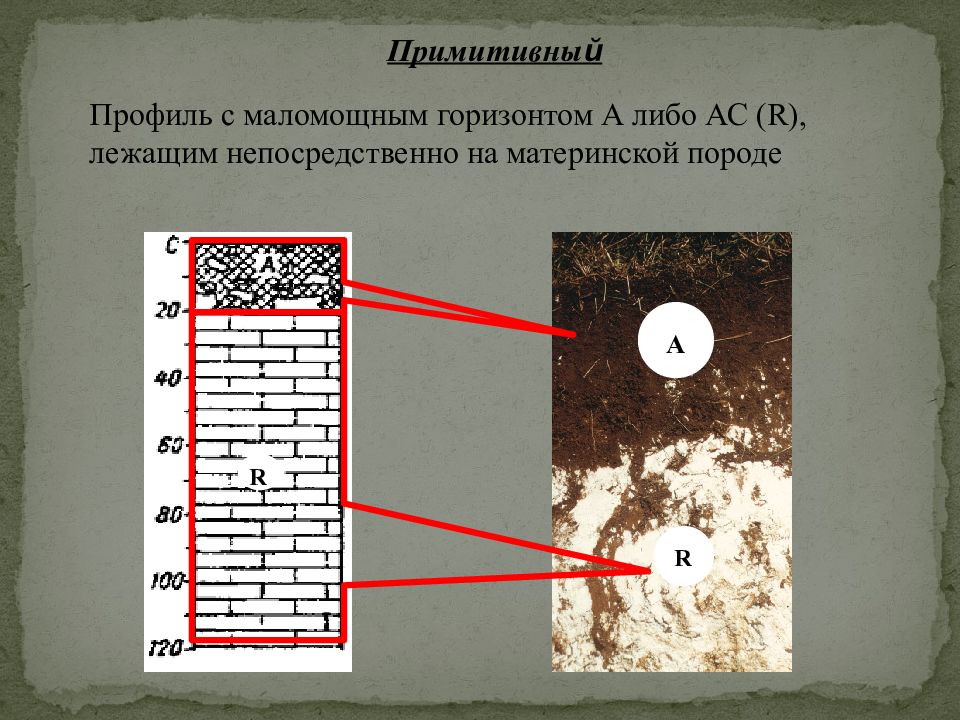 Установите соответствие почвы. Примитивный почвенный профиль. Маломощный почвенный профиль. Примитивный Тип почвенного профиля. Примитивный почвенный Горизонт.