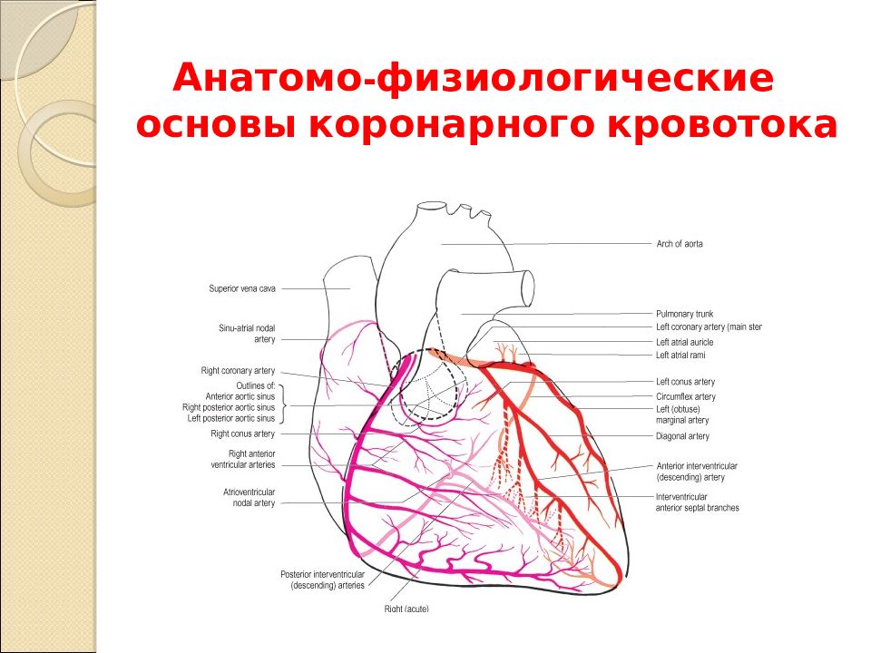 Ишемическая болезнь сердца презентация на английском языке