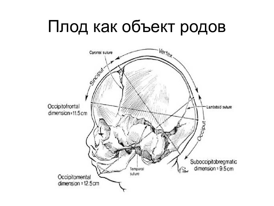 Головка плода как объект родов презентация