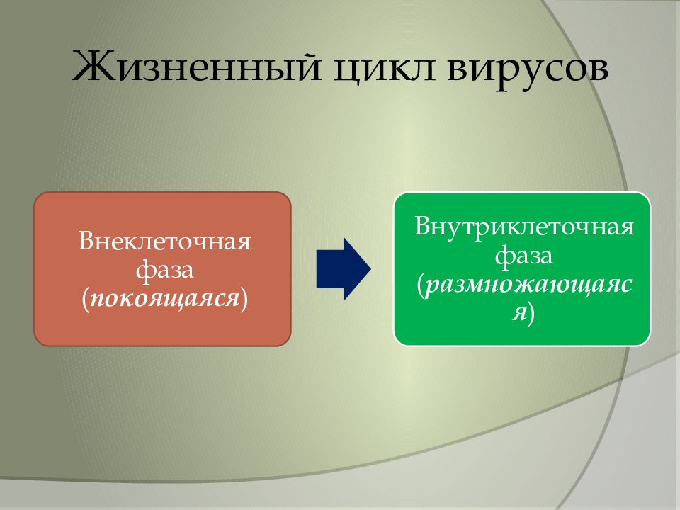 Жизненный вирус. Жизненный цикл вируса Информатика. Жизненный цикл вируса компьютерного.