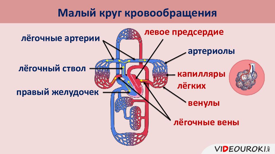 Объясните какой круг кровообращения изображен на рисунке какими буквами обозначены сосуды в которых