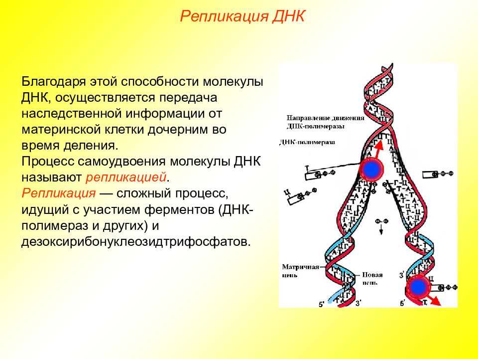 Другое название днк. ДНК для презентации. Самоудвоение ДНК. Процесс самоудвоения ДНК. Как называется процесс самоудвоения ДНК.