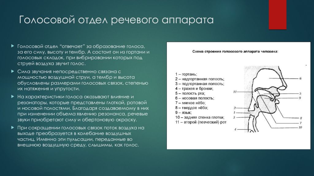 Отделы речевого аппарата. Строение периферического отдела речевого аппарата. Артикуляционный отдел периферического речевого аппарата. Функции голосового отдела речевого аппарата. Строение и функции центрального и периферического речевого аппарата..