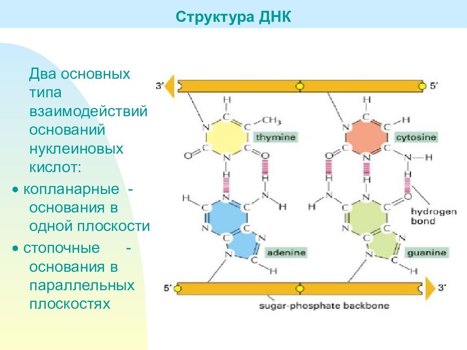 В состав днк входят основания. Структура ДНК. Структурные компоненты ДНК. 2 Структура ДНК. Взаимодействия оснований ДНК.