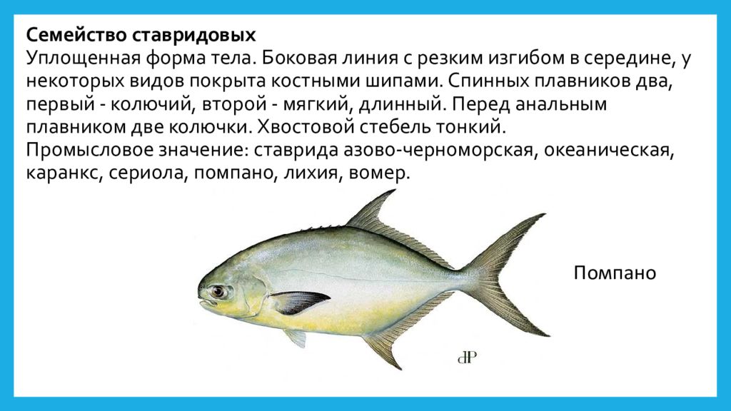 Боковая линия состоит из. Семейство ставридовых рыб. Ставридовые рыбы список. Рыбы семейства ставриды. Ставридовые рыбы представители.