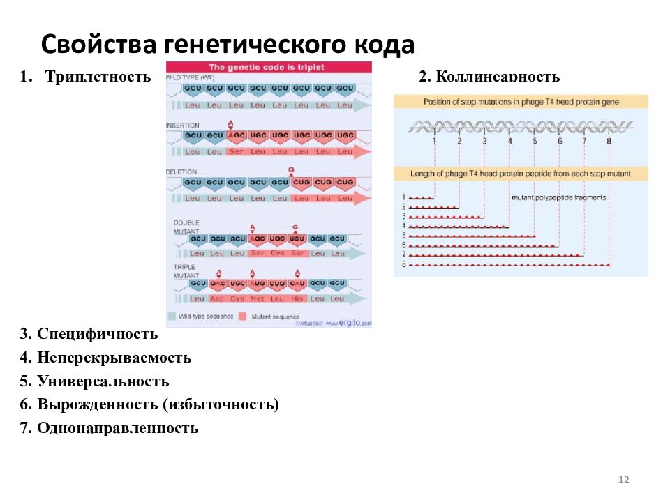 Генетические характеристики. Генетический код Вырожденность. Генетический код его универсальность и специфичность. Триплетность специфичность универсальность Неперекрываемость это. Коллинеарность генетического кода.