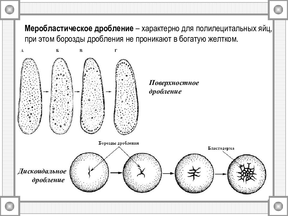 Дробление контрактов. Неполное дискоидальное дробление. Частичное дискоидальное дробление характерно для яйцеклеток. Поверхностное меробластическое дробление характерно. Дискоидальное дробление зиготы.