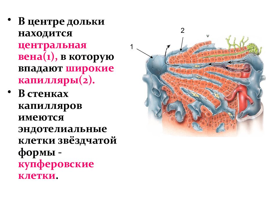 Анатомия и физиология печени презентация