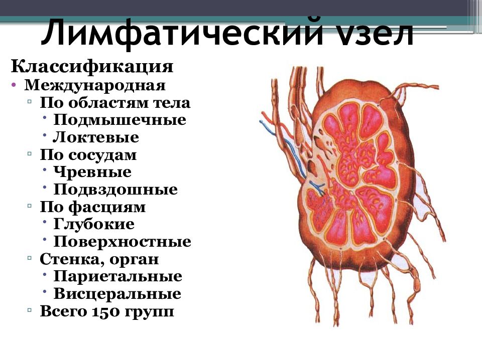 Лимфатические узлы. Классификация лимфатических узлов. Классификация, строение лимфатических узлов.. Схема классификации лимфатических узлов. Лимфатический узел: строение, функции, классификация..