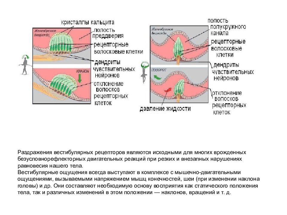 Рассмотрите на рисунке 88 устройство вестибулярного аппарата и разъясните какое значение имеет