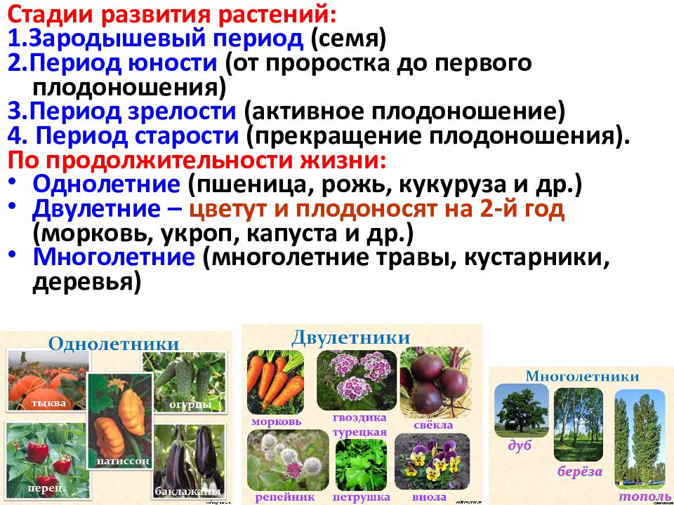 Значение культурных растений в жизнедеятельности человека 5 класс презентация казакевич