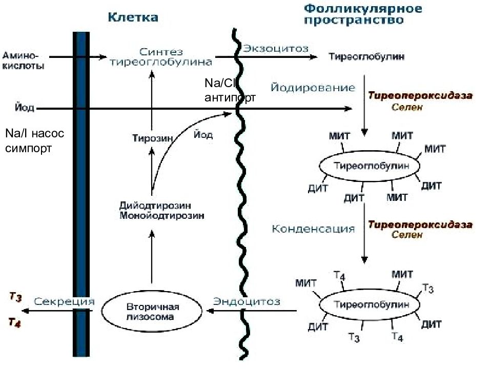 Гормоны щитовидной железы схема