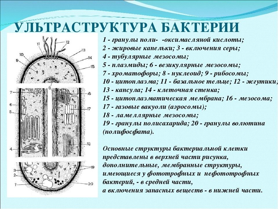 Каковы особенности строения бактериальной клетки какие химические