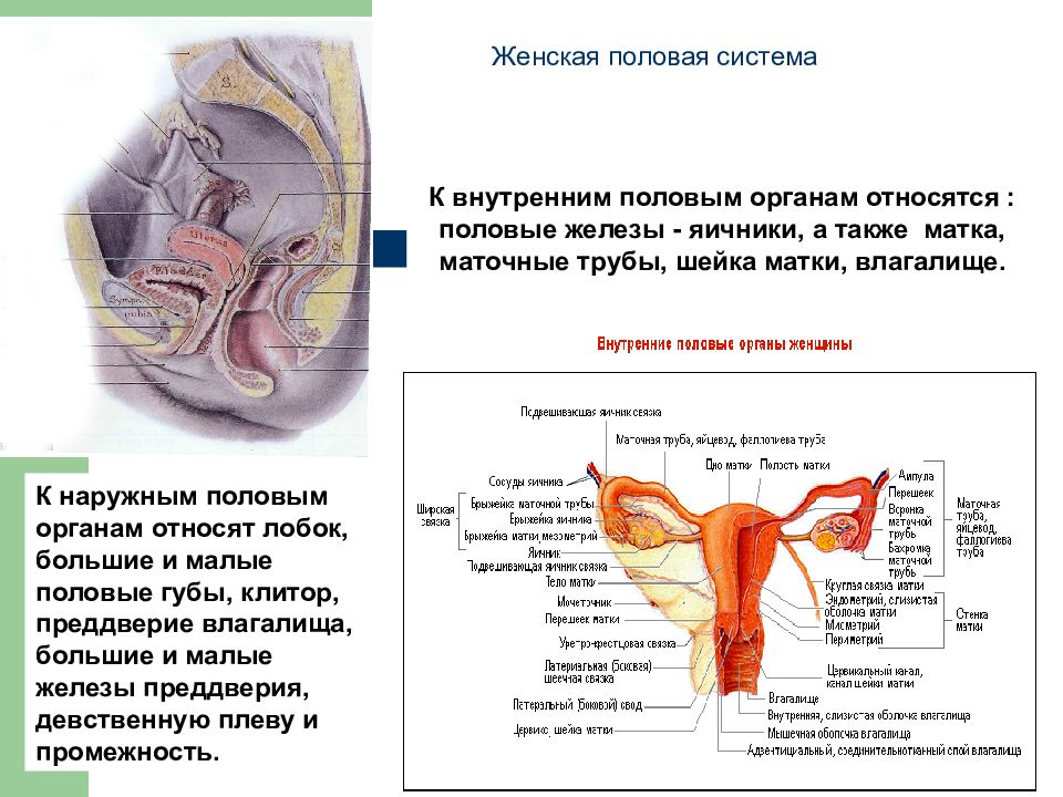 Органы женского рода. Наружные женские половые органы. Внутренние и внешние половые органы. Строение женского полового органа. Наружные женские половые органы анатомия.