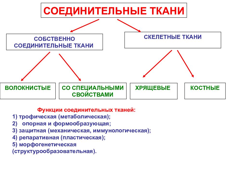 СОБСТВЕННО СОЕДИНИТЕЛЬНЫЕ ТКАНИ СКЕЛЕТНЫЕ ТКАНИ ВОЛОКНИСТЫЕ КОСТНЫЕ СО