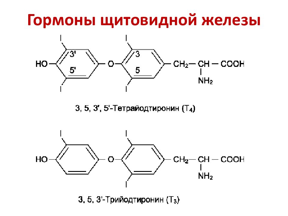 Ттг тиреотропин. ТТГ формула структурная. Тиреотропин формула структурная. Тиреотропный гормон формула. Тиреотропный гормон химическая формула.