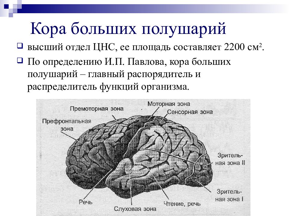 Участки коры больших полушарий. Зоны коры полушарий головного мозга. Премоторные зоны полушарий головного мозга. Строение коры полушарий головного мозга.