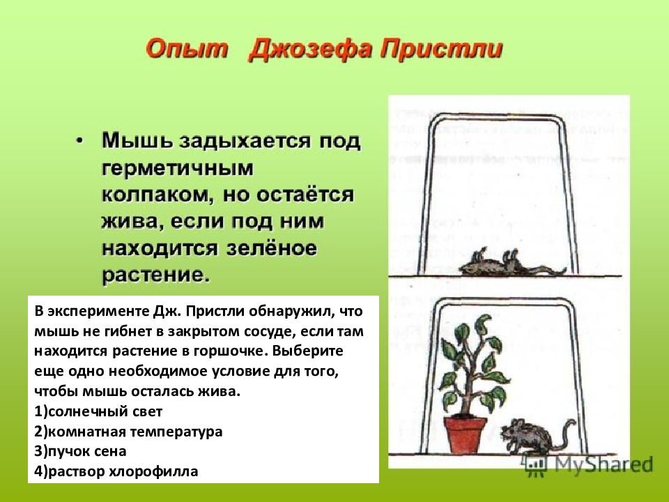 В изображенном на рисунке опыте экспериментатор положил горшок с растением на бок