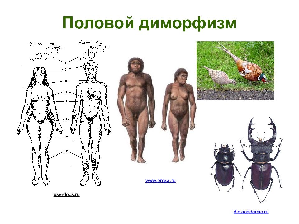 Система размножения человека презентация