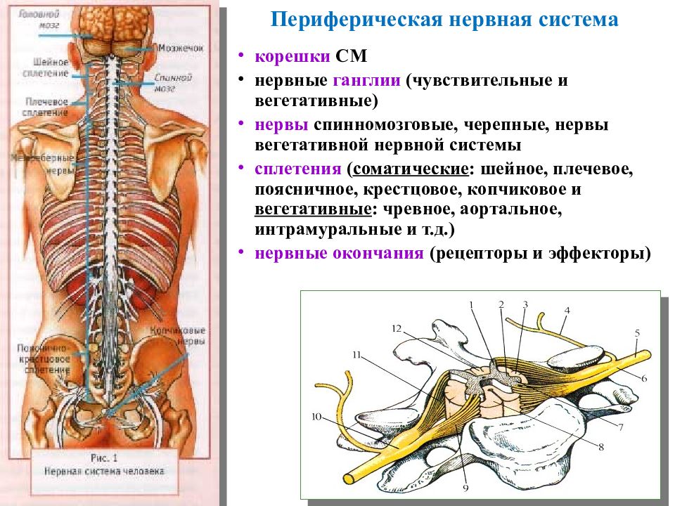 Укажите название органа периферической нервной системы человека. Периферическая нервная система нервы и ганглии. Периферические спинномозговые нервы. Периферическая и соматическая нервная система. Топография периферической нервной системы.