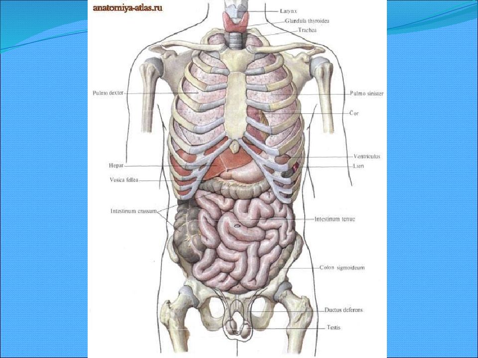 Как расположены внутренние органы у человека в картинках с определениями под ребрами спереди и сзади