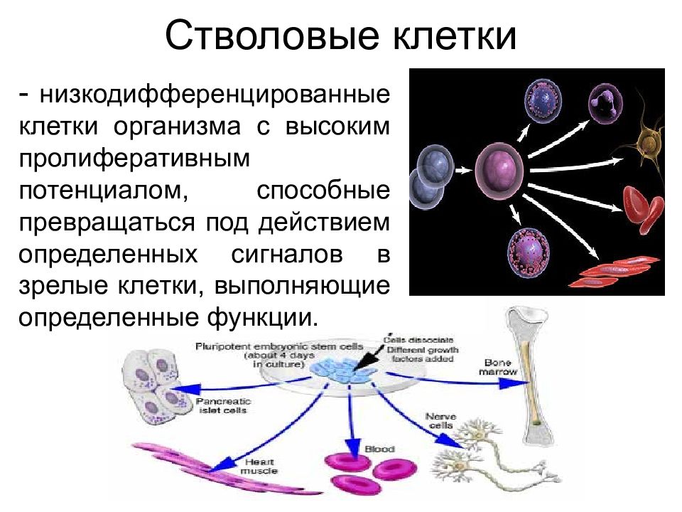 Стволовые клетки гистология презентация