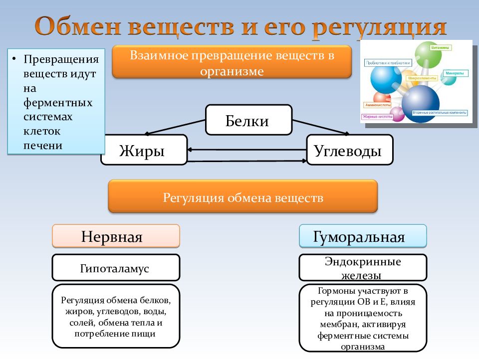 Обмен белков биология 8 класс схема