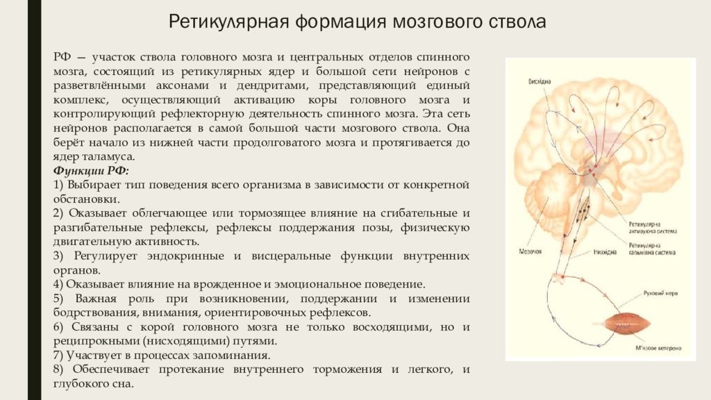 Ретикулярная формация головного мозга презентация