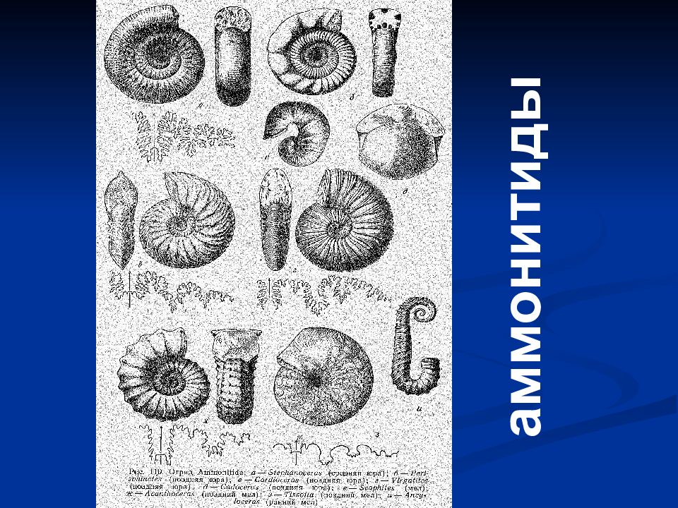 Значение палеонтологии. Палеонтология книги. Парапузосия Аммонит. Палеонтология объект изучения. Предмет палеонтологии.