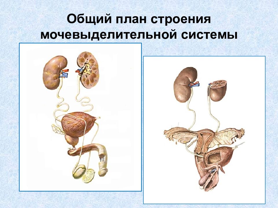 Общий план строения мочевыделительной системы